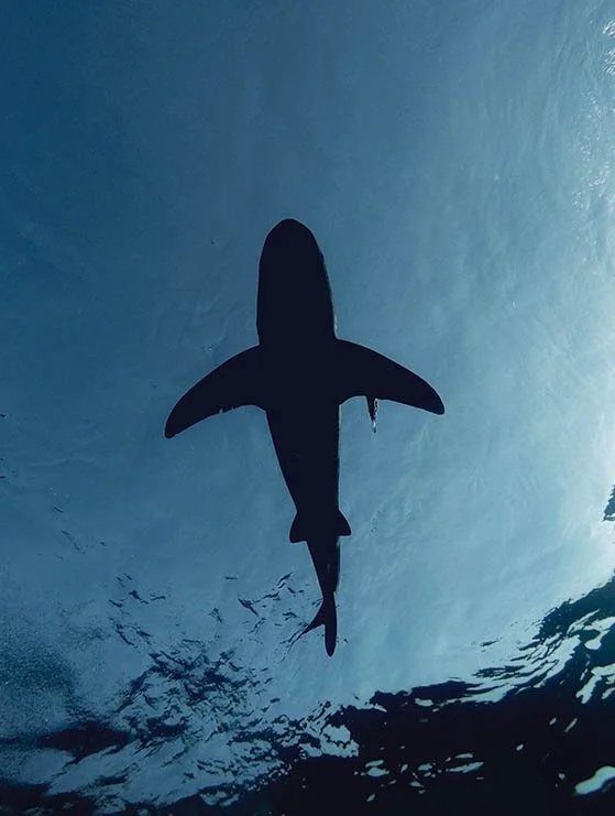 A shark silhouetted against the surface