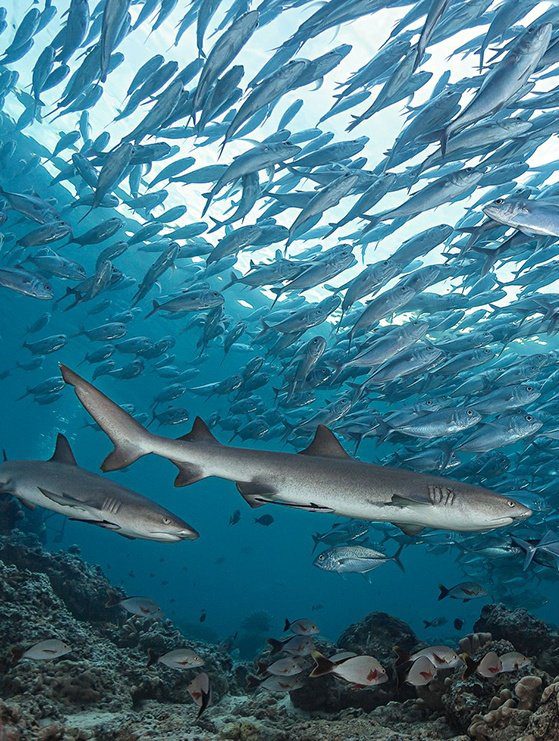 Whitetip reef sharks beneath a school of fish