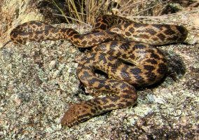 Spotted Python