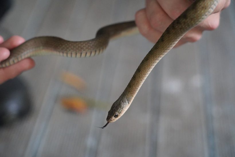 Keelback Snake