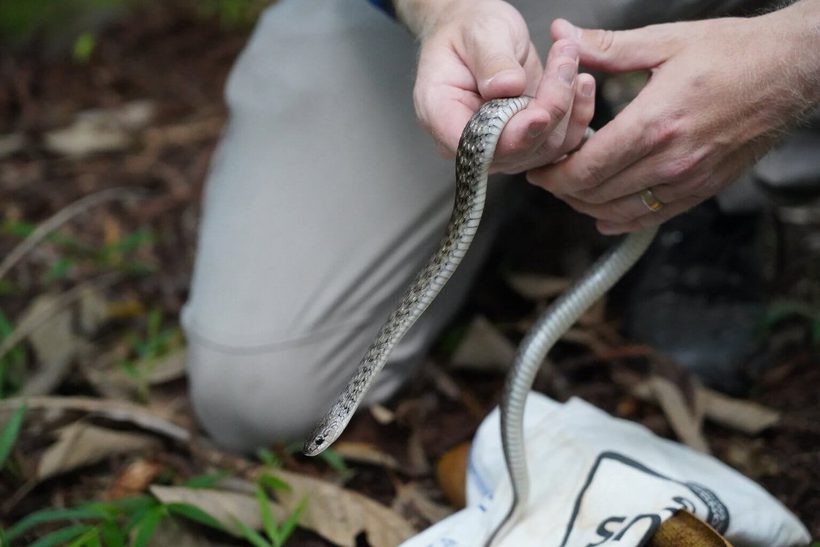 Keelback Snake