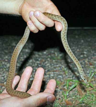 Keelback Snake