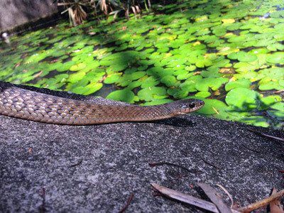 Keelback Snake
