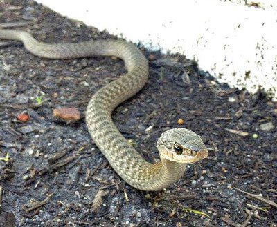 Keelback Snake