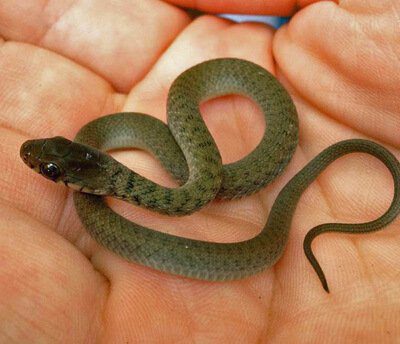 Keelback Snake