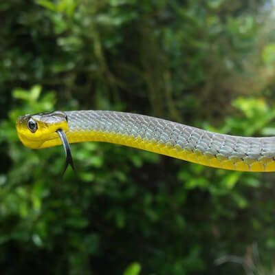 Green Tree Snake