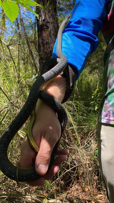 Green Tree Snake