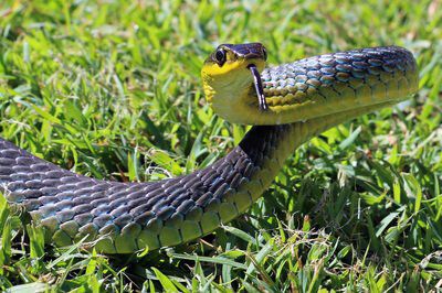 Green Tree Snake