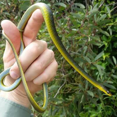 Green Tree Snake