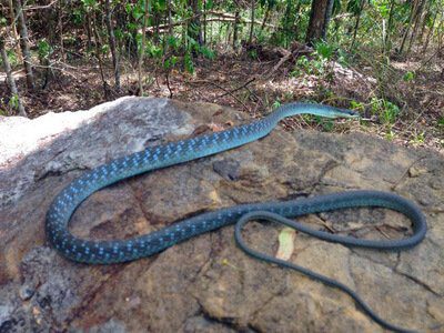 Green Tree Snake
