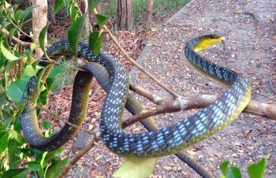 Green Tree Snake