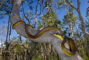 Green Tree Snake