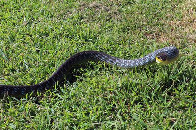 Green Tree Snake