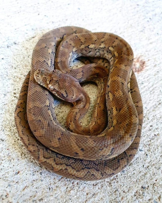 Coastal Carpet Python