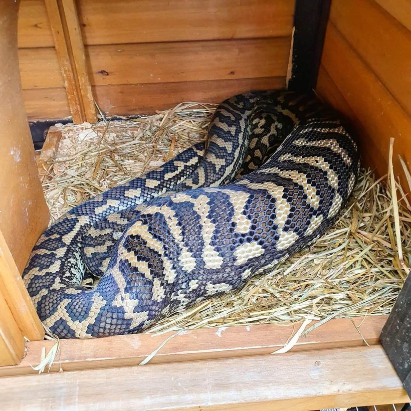 Coastal Carpet Python