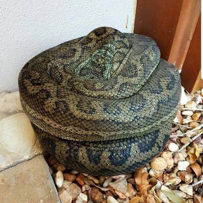 Coastal Carpet Python