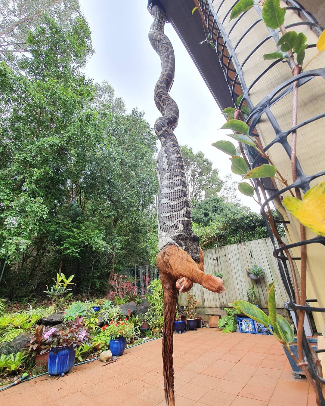 Coastal Carpet Python