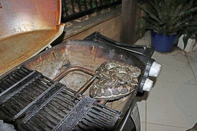 Coastal Carpet Python