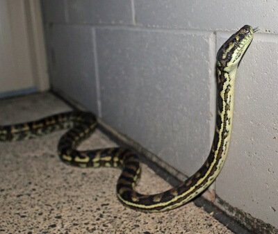 Coastal Carpet Python