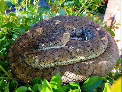 Coastal Carpet Python