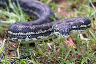 Coastal Carpet Python