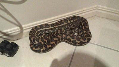 Coastal Carpet Python