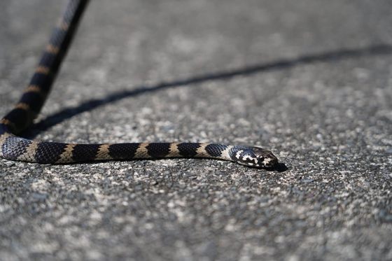 Stephens’ Banded Snake