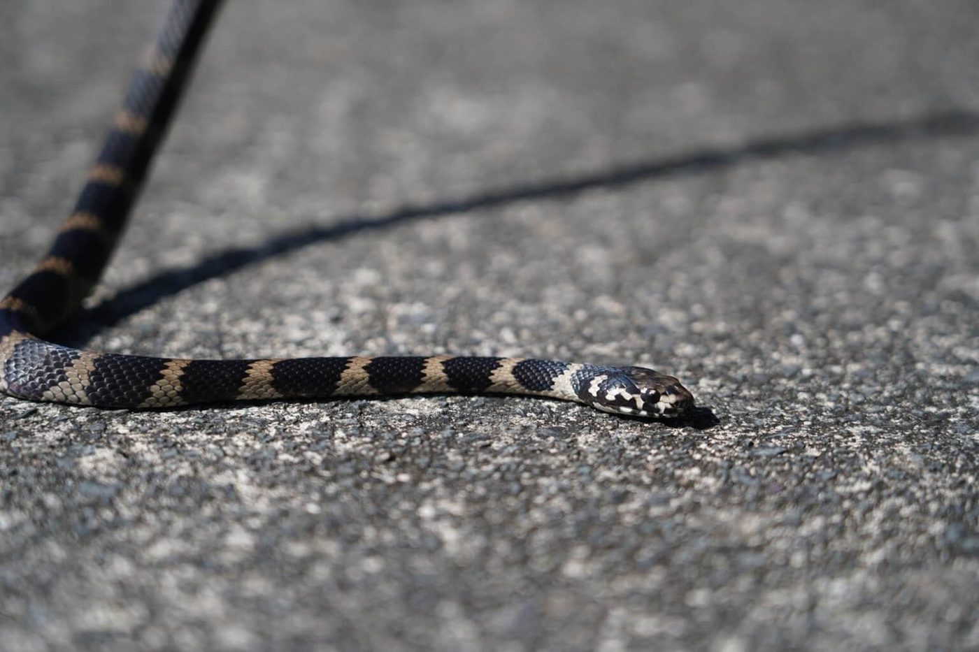 Stephens’ Banded Snake