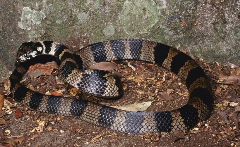 Stephens’ Banded Snake