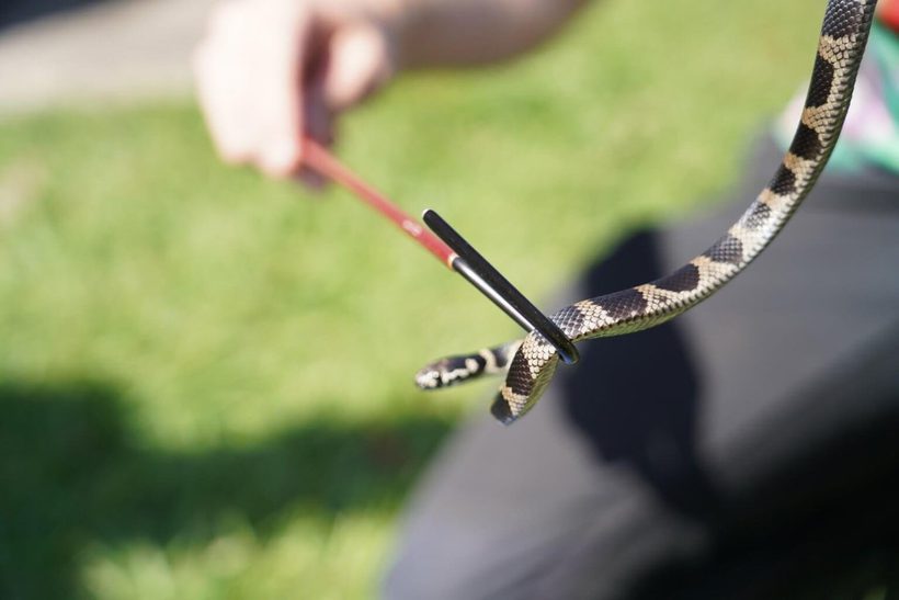 Stephens’ Banded Snake