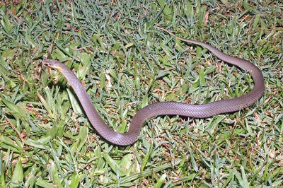 Marsh Snake