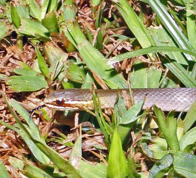 Marsh Snake