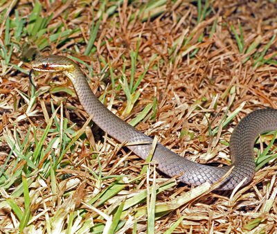 Marsh Snake