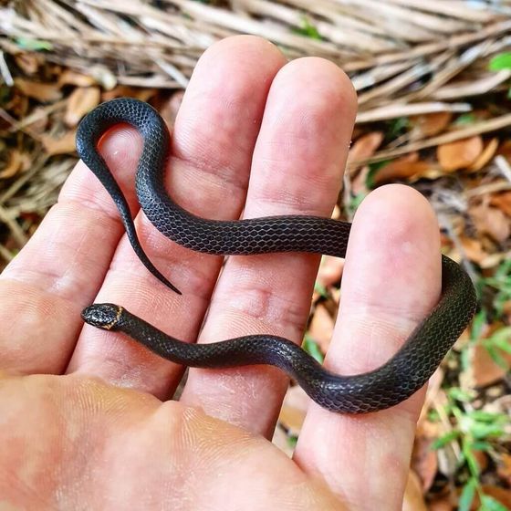 Southern Dwarf Crowned Snake