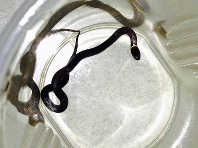 Southern Dwarf Crowned Snake