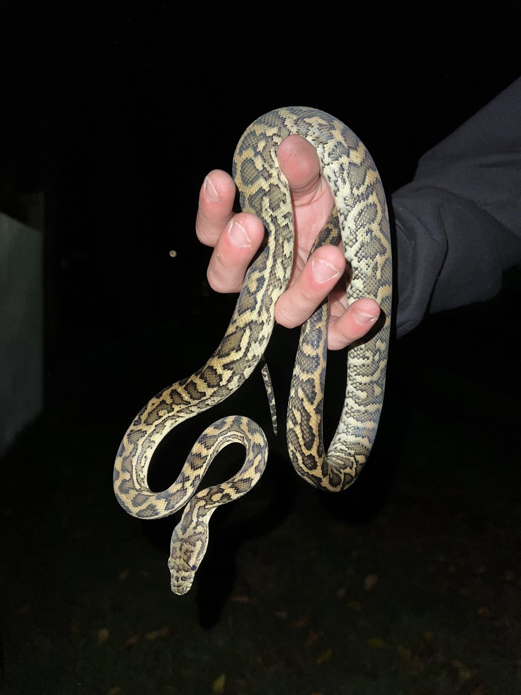 A carpet python held during a night relocation