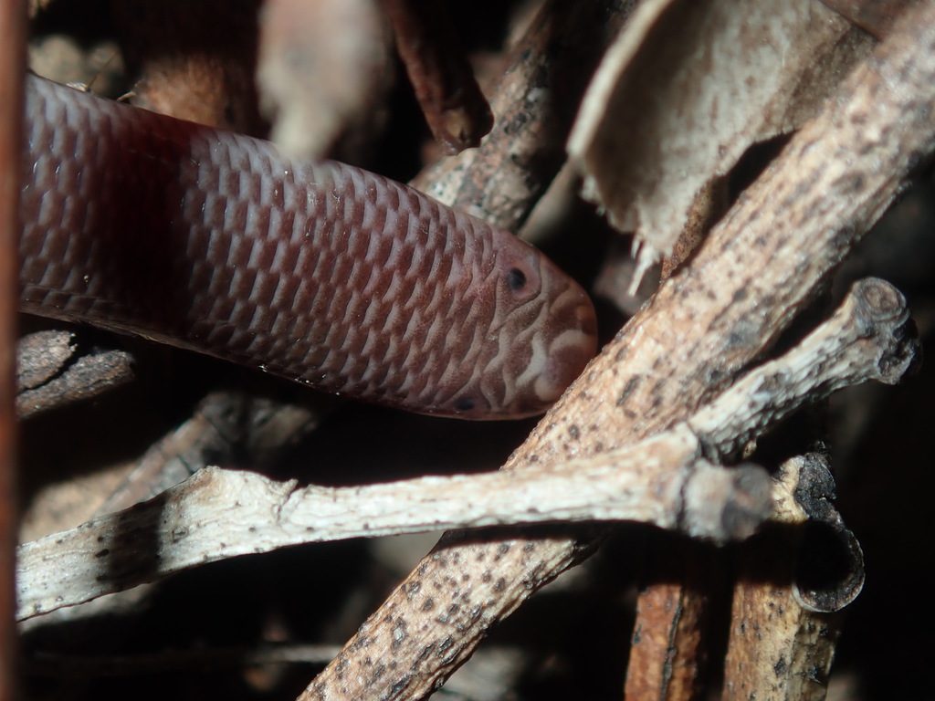 Blind Snake
