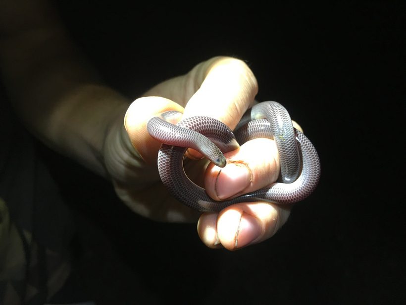 Blind Snake