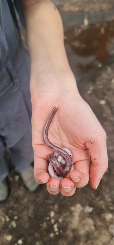Blind Snake