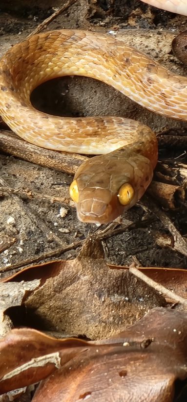 Brown Tree Snake