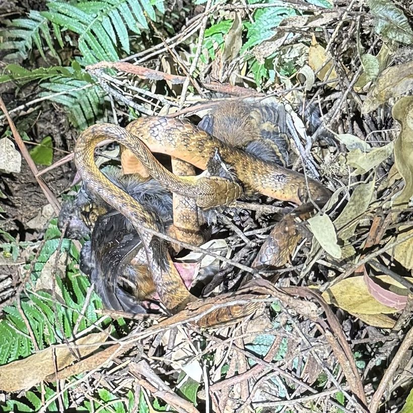 Brown Tree Snake