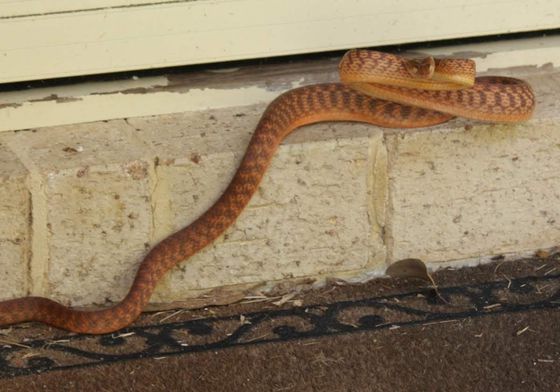 Brown Tree Snake