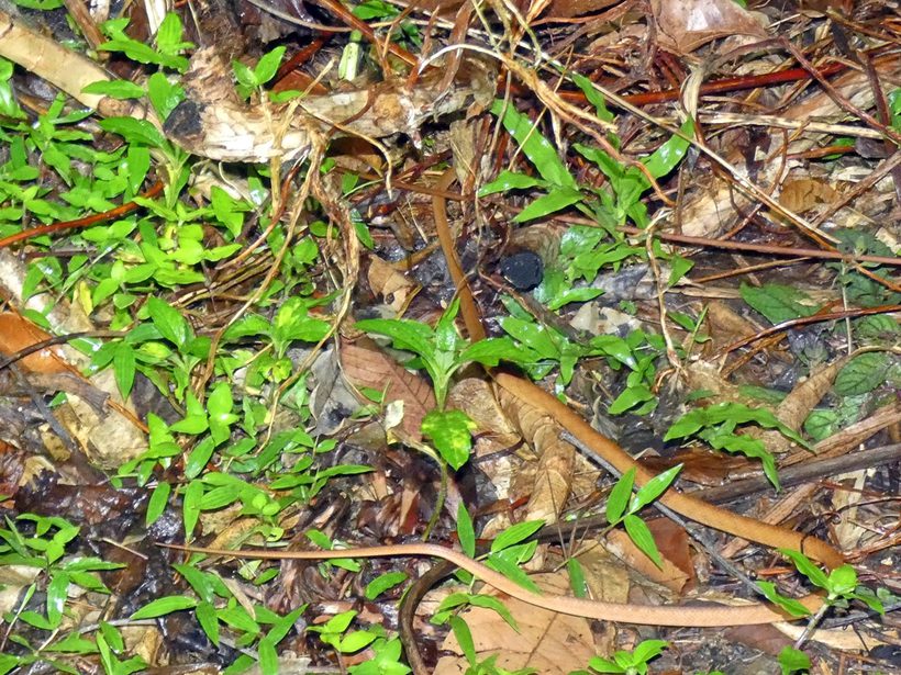 Brown Tree Snake