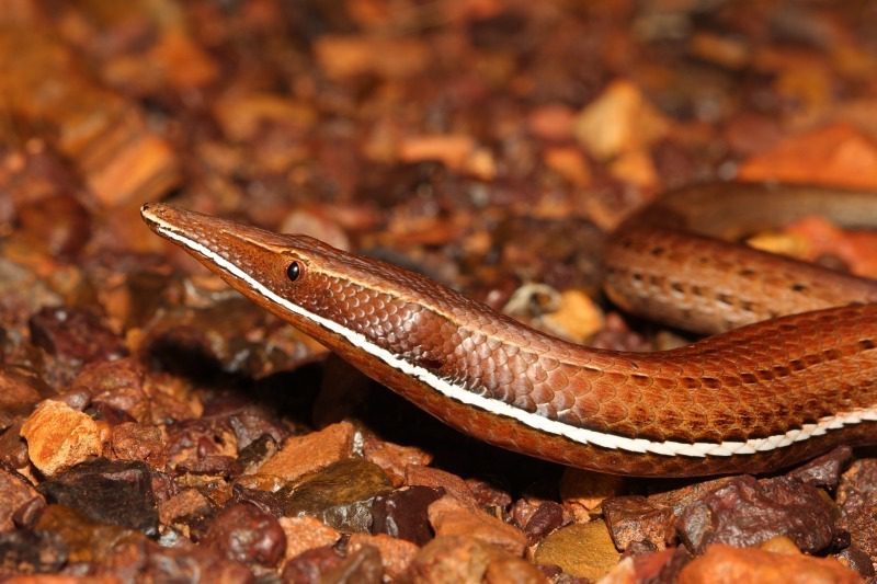 Burton's Legless Lizard
