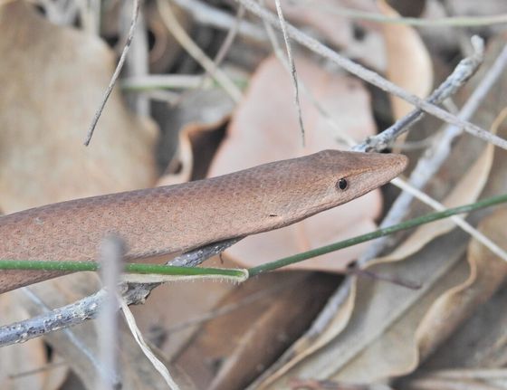 Burton's Legless Lizard