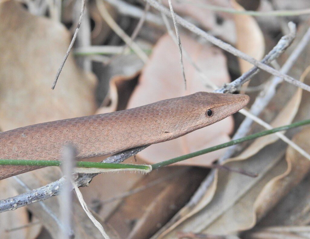 Burton's Legless Lizard