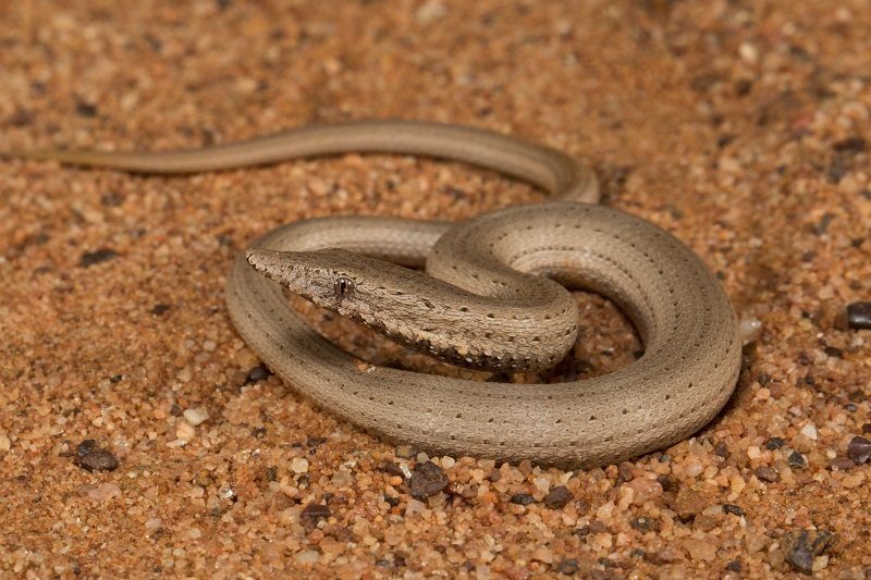 Burton's Legless Lizard