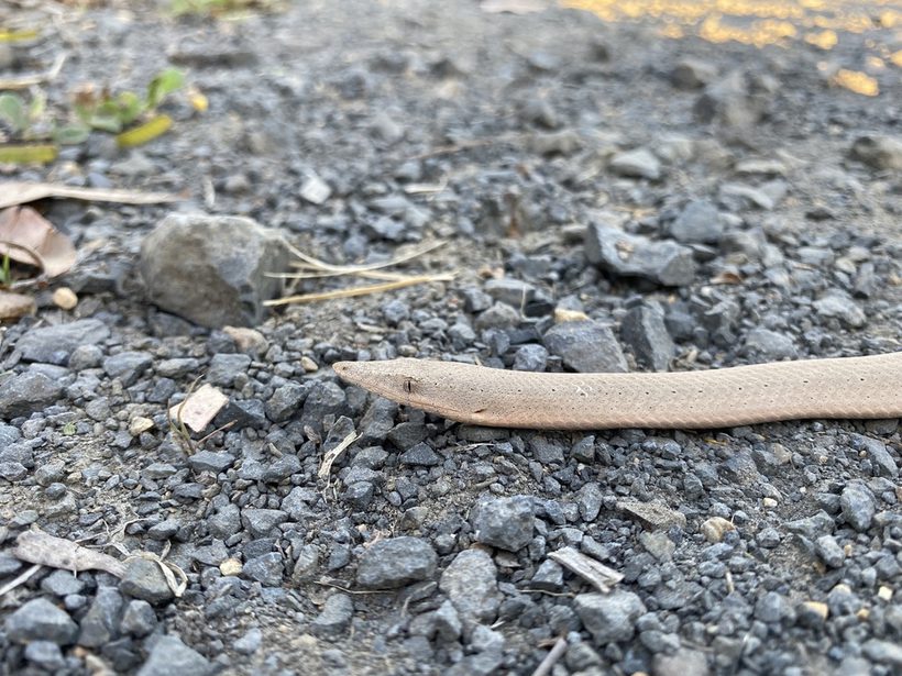 Burton's Legless Lizard