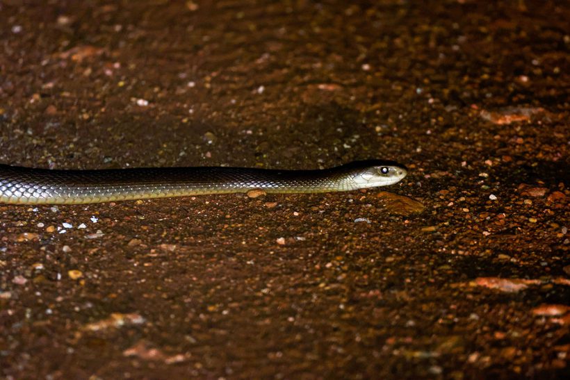 Coastal Taipan
