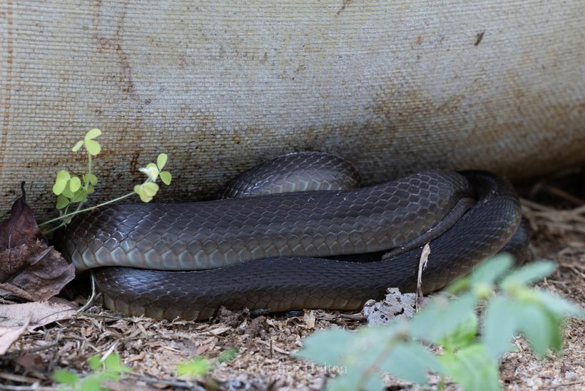Coastal Taipan